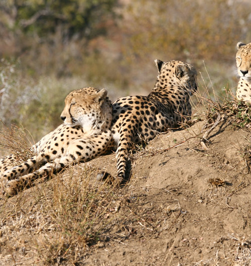 Luipaarden in Thornybush Wildreservaat